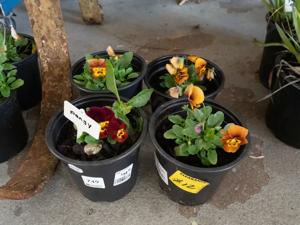 4x potted pansies Image 1++