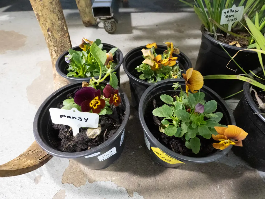 4x potted pansies Image 1++