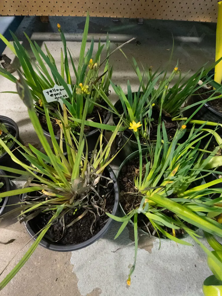 4x potted yellow eyed grasses Image 1++