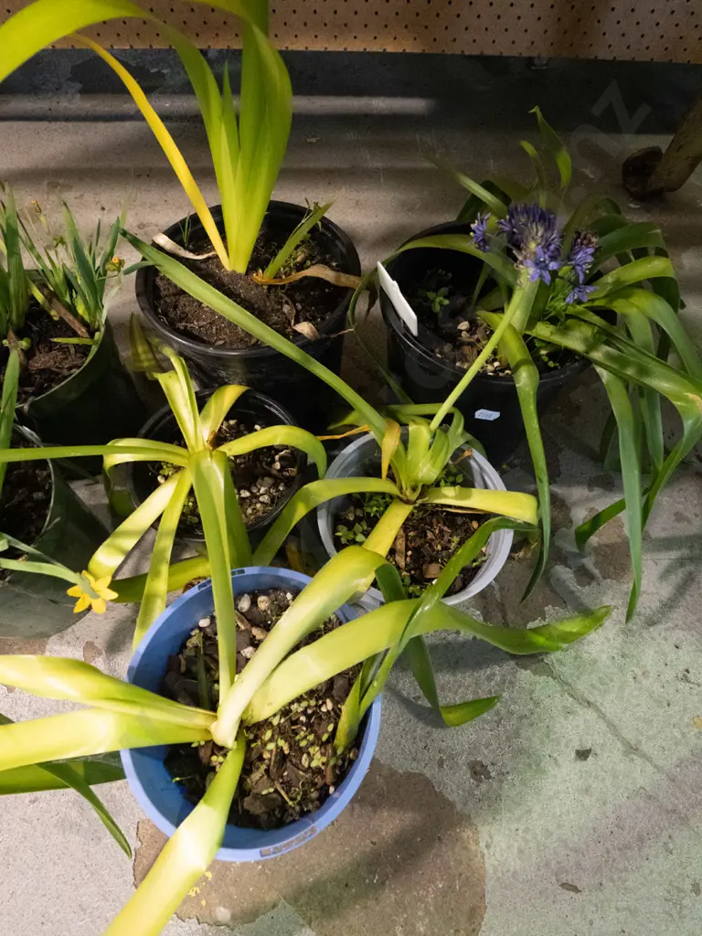 5x potted agapanthus Image 1++