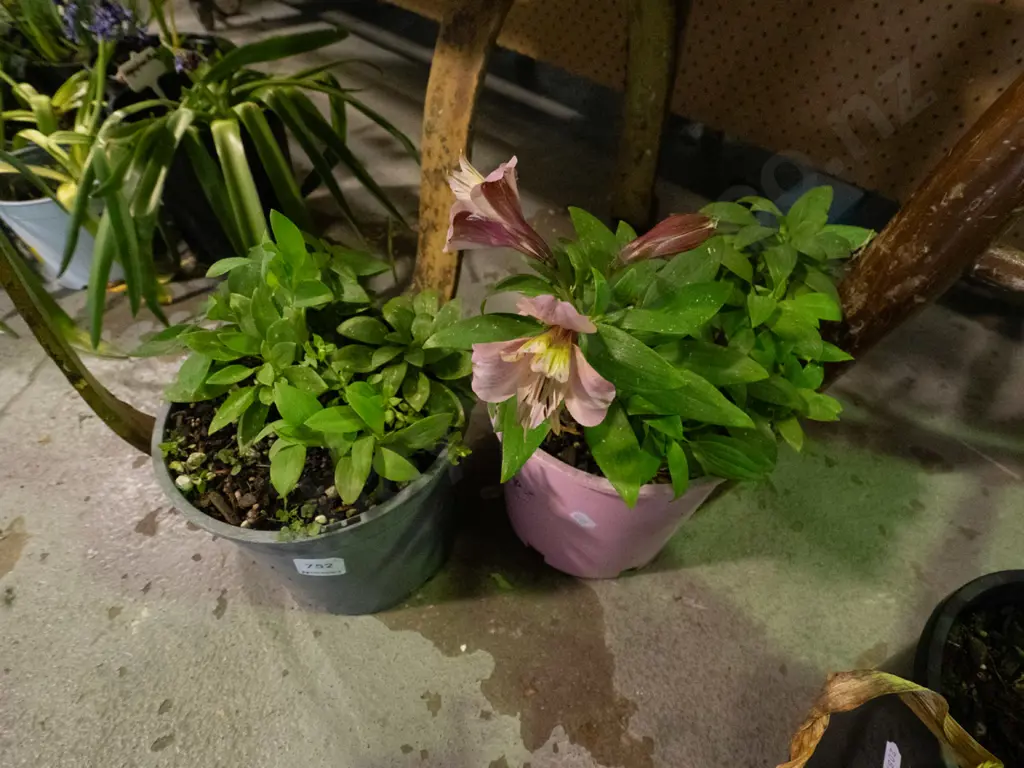 2x potted Alstroemeria Image 1++