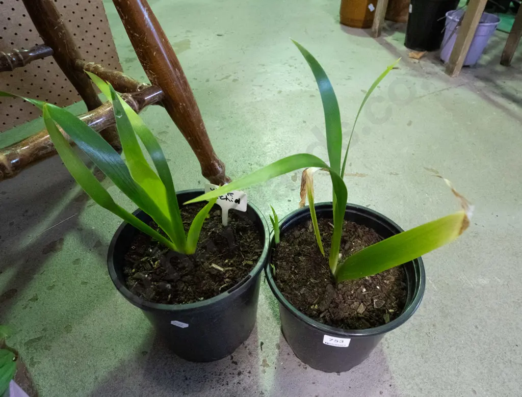 2x potted white orchids Image 1++