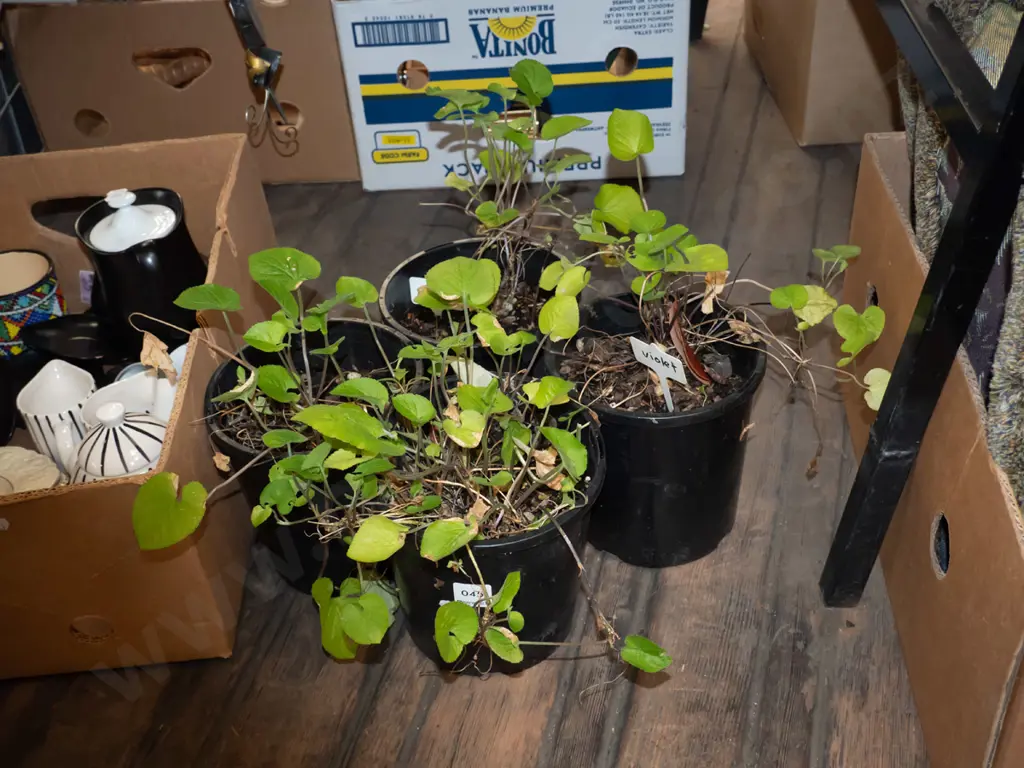 4x potted violets Image 1++