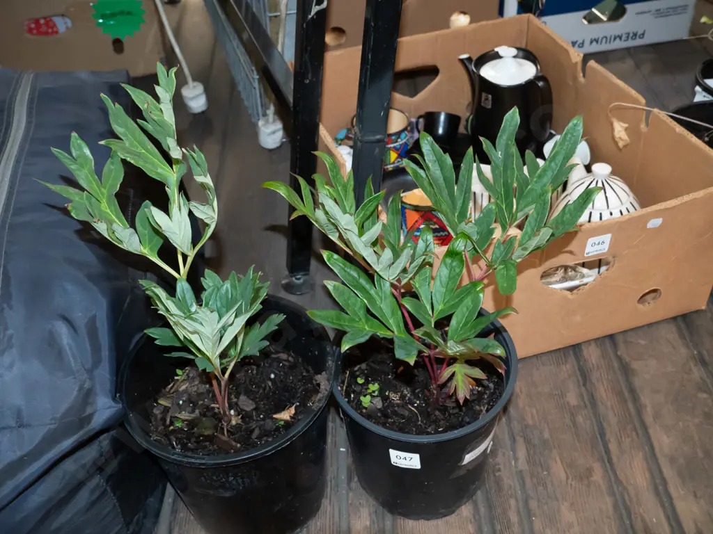 2x potted red peonies Image 1++