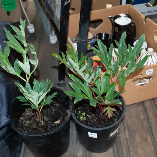 2x potted red peonies
