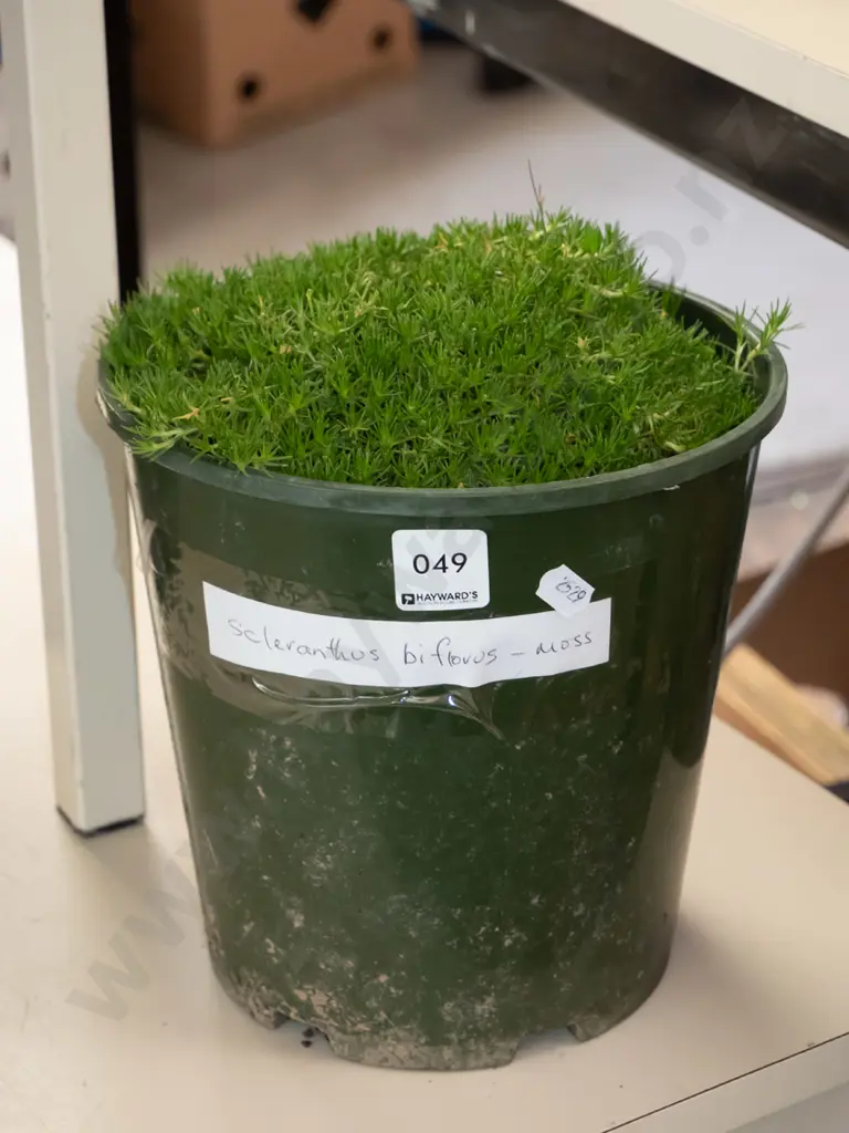 potted pin cushion plant Image 1++