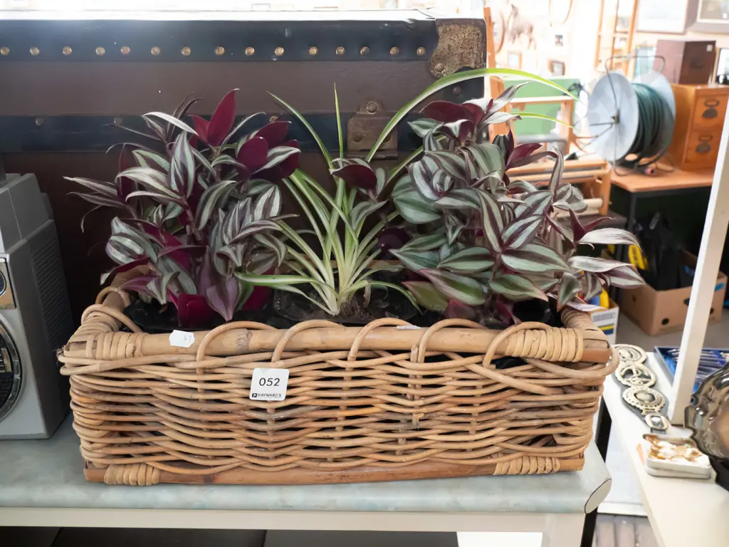 cane basket and plants Image 1++