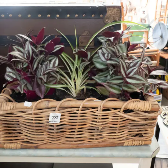 cane basket and plants