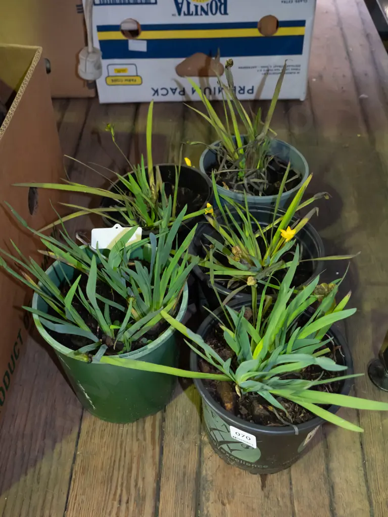 potted yellow eyed grasses Image 1++