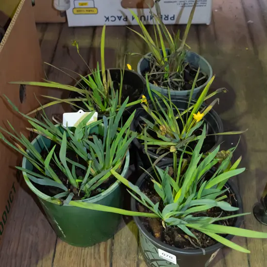 potted yellow eyed grasses