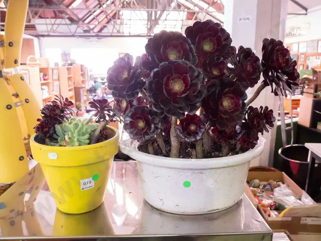 2x potted succulents - green dots Image 1++