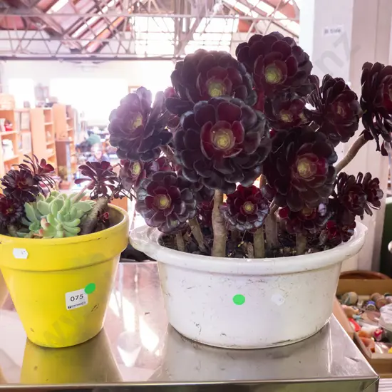 2x potted succulents - green dots