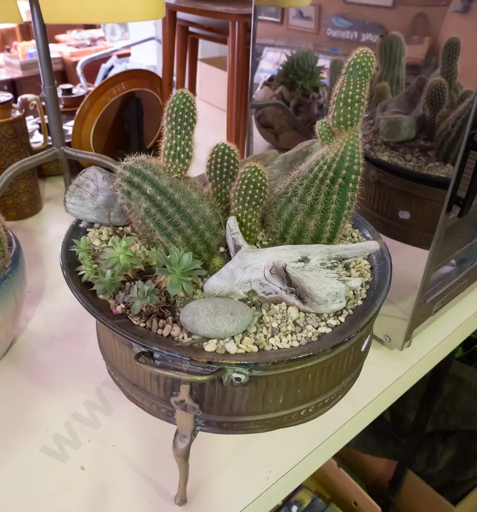 cacti in ceramic and brass jardiniere Image 1++