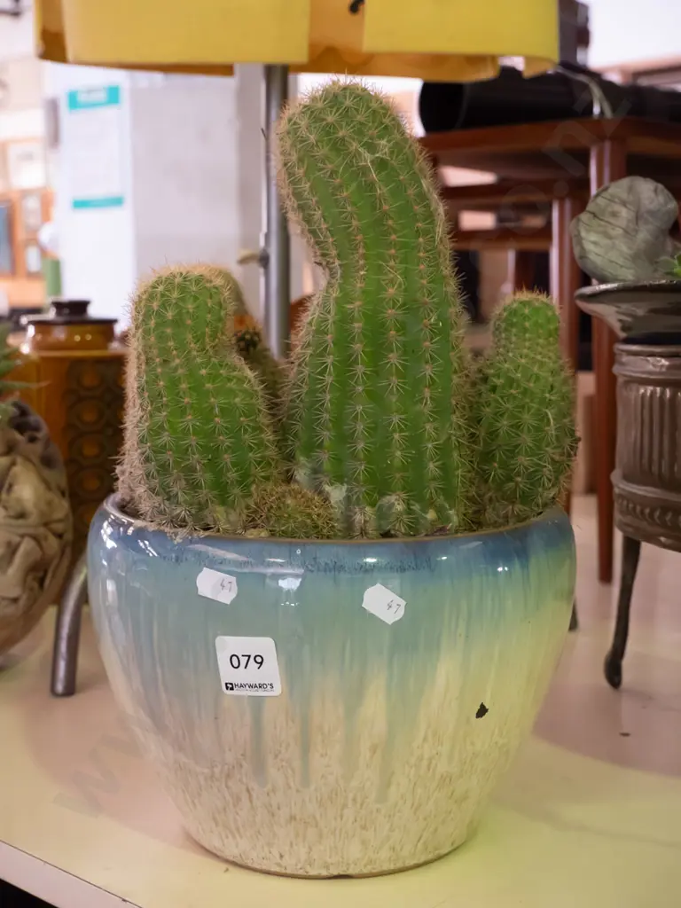 cacti in glazed planter Image 1++