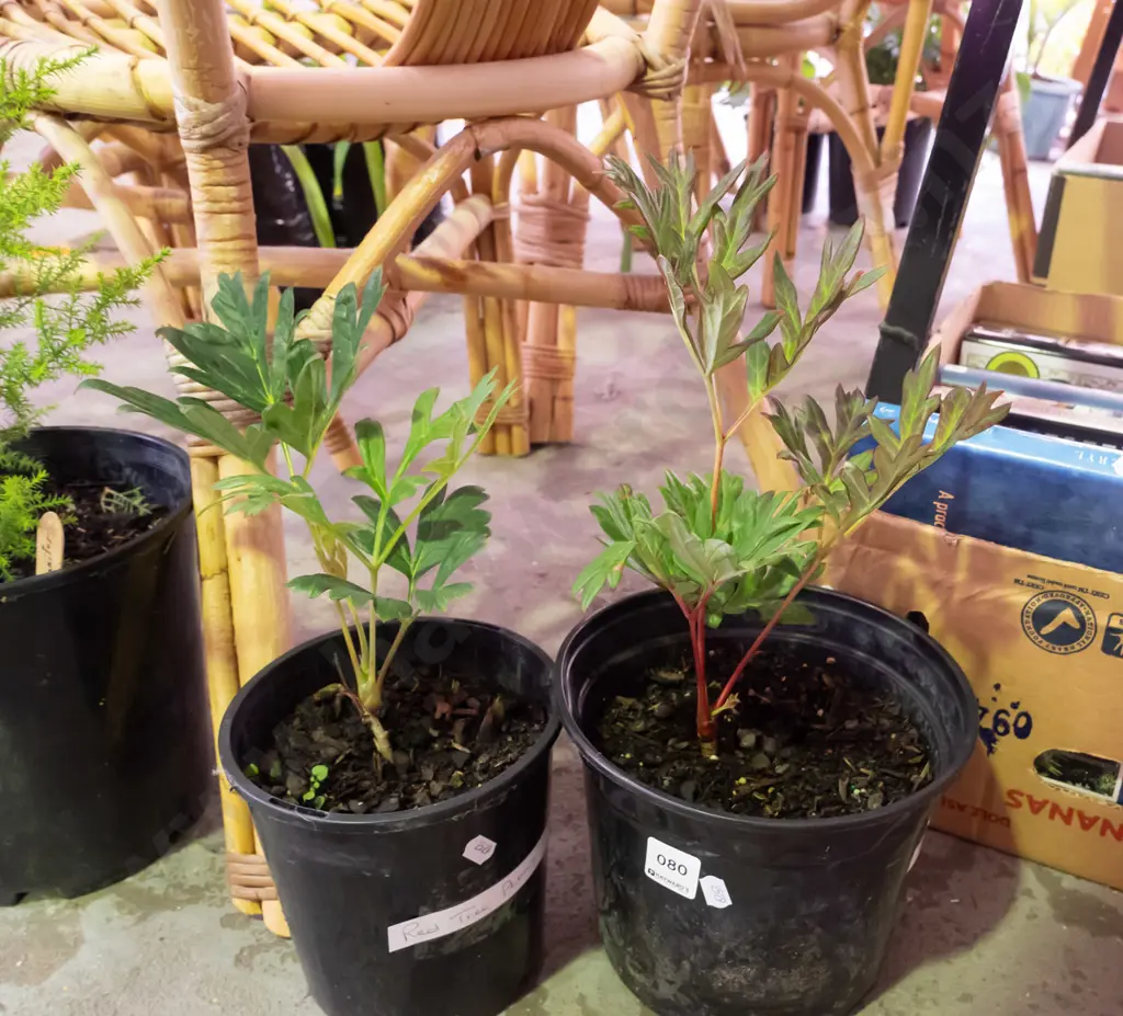 2x potted red peonies Image 1++