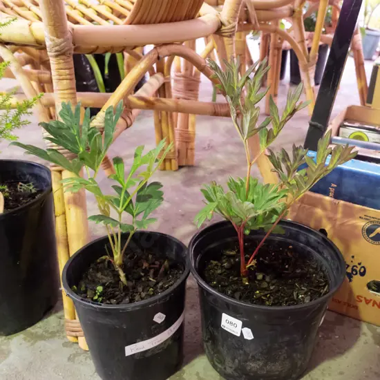 2x potted red peonies