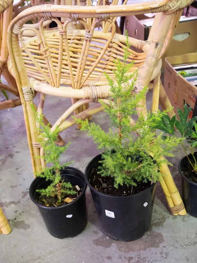 2x potted conifers Image 1++