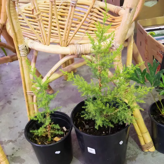 2x potted conifers