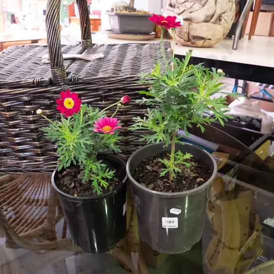 2x potted daisies