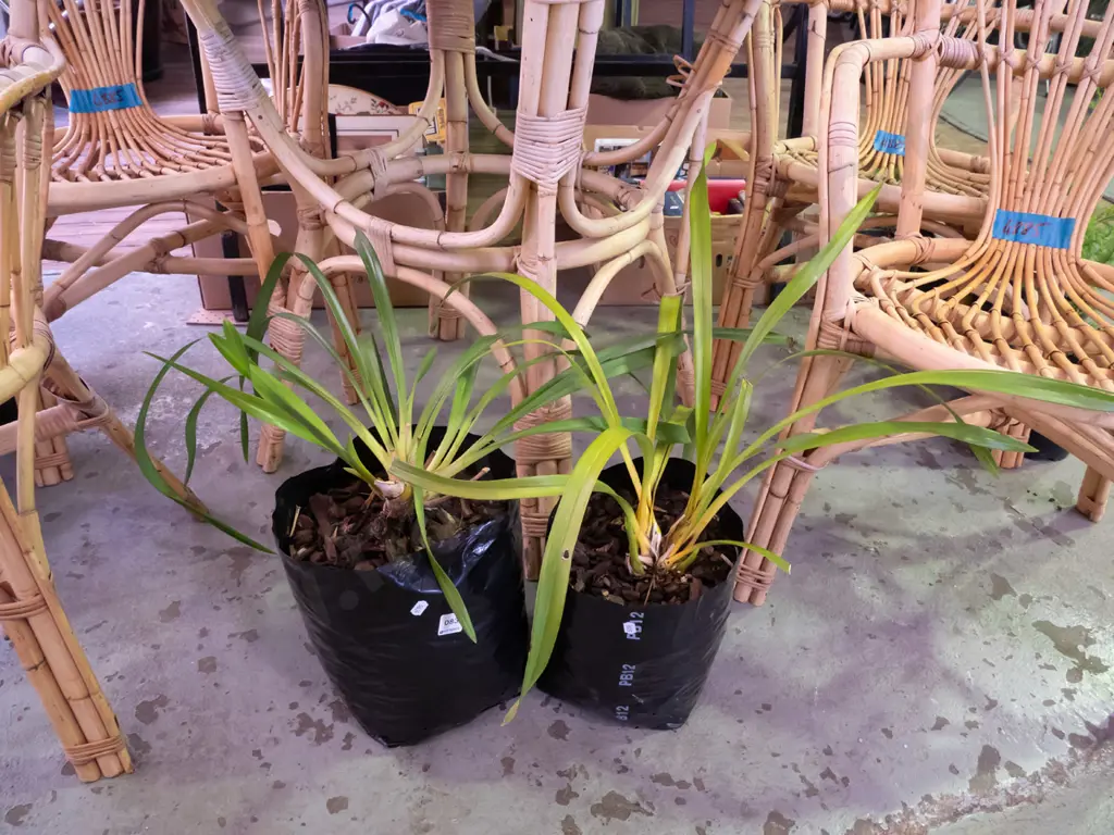 2x orchids in plastic bags Image 1++