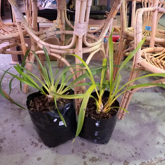 2x orchids in plastic bags