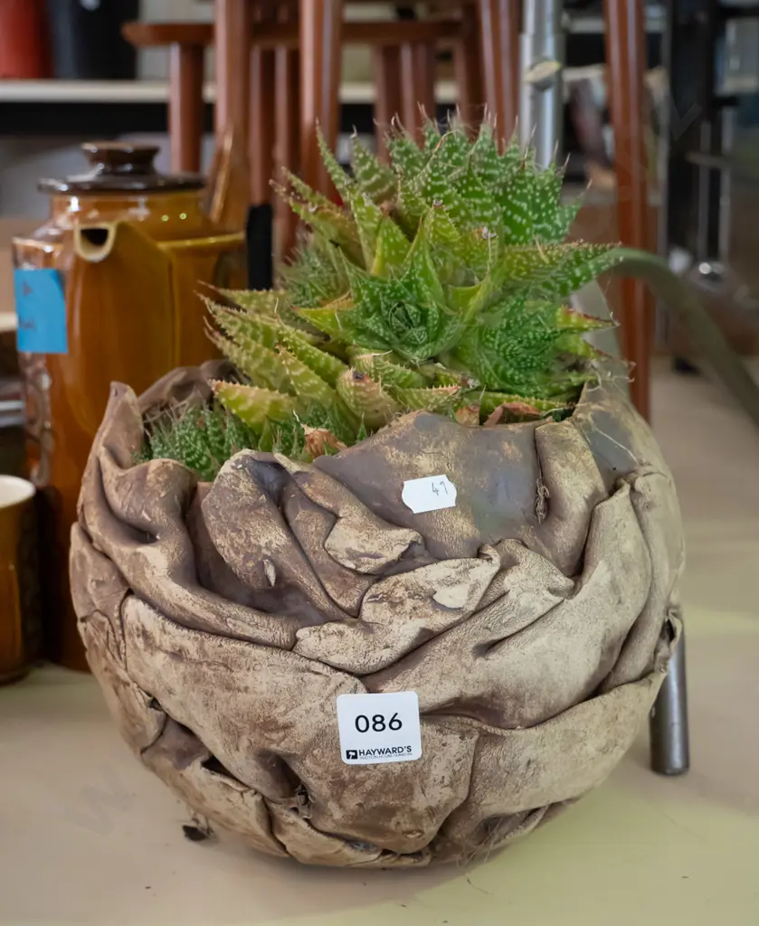 succulent in pottery planter Image 1++