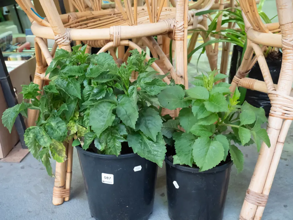 2x dahlias in plastic planters Image 1++