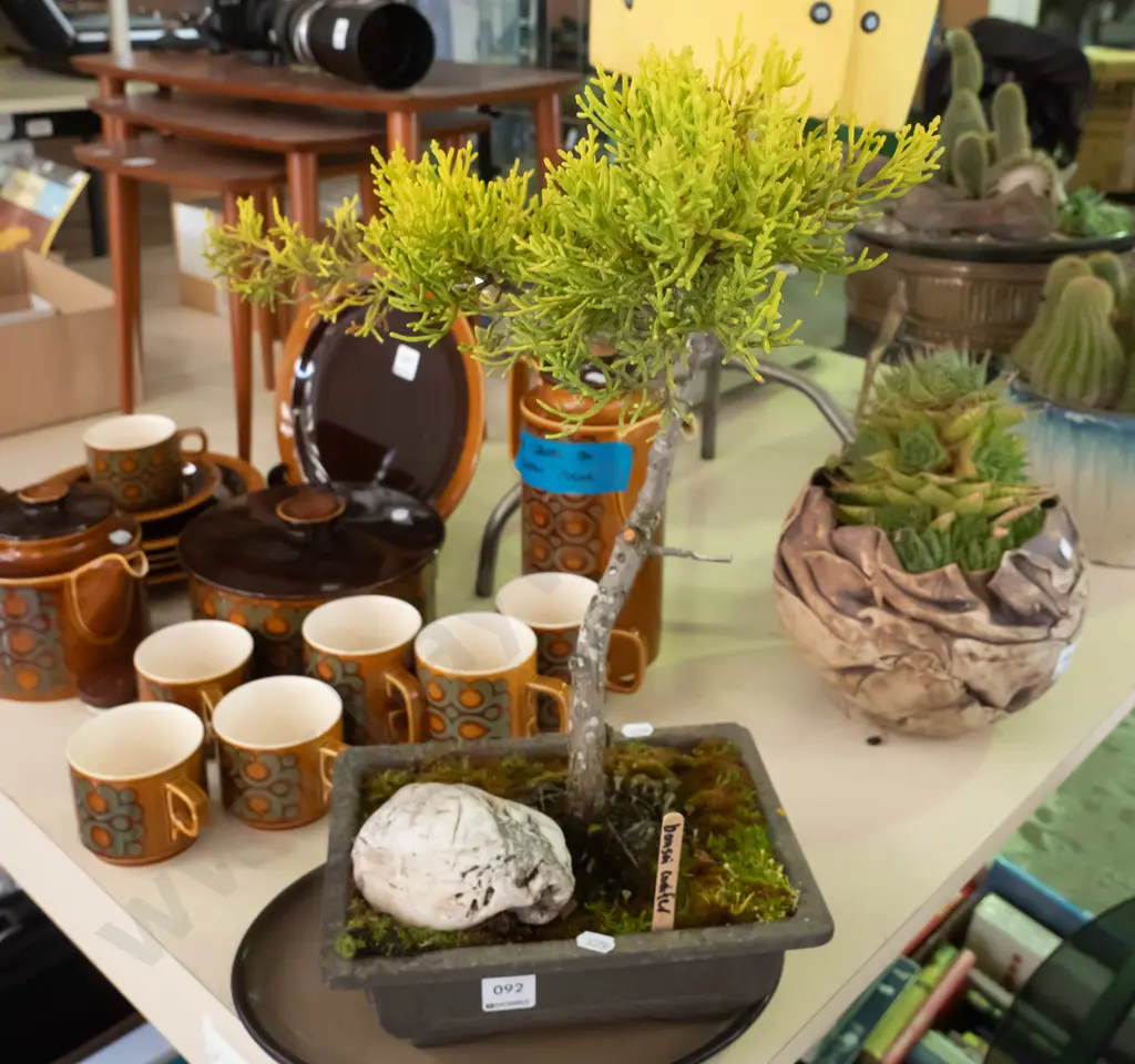 small bonsai conifer Image 1++