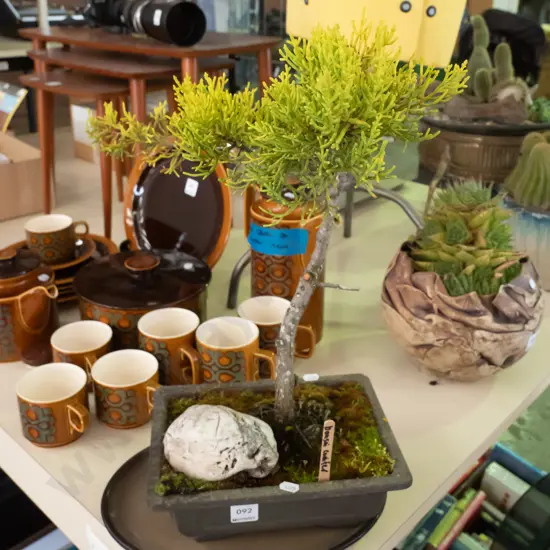 small bonsai conifer