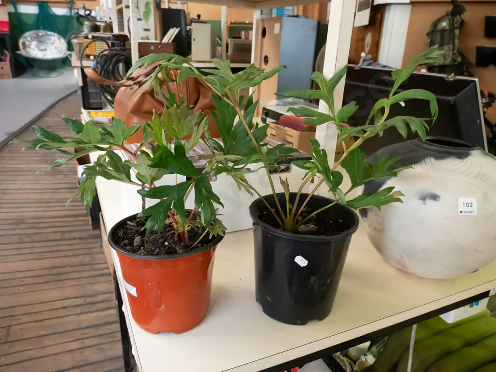 2x potted red tree peony Image 1++