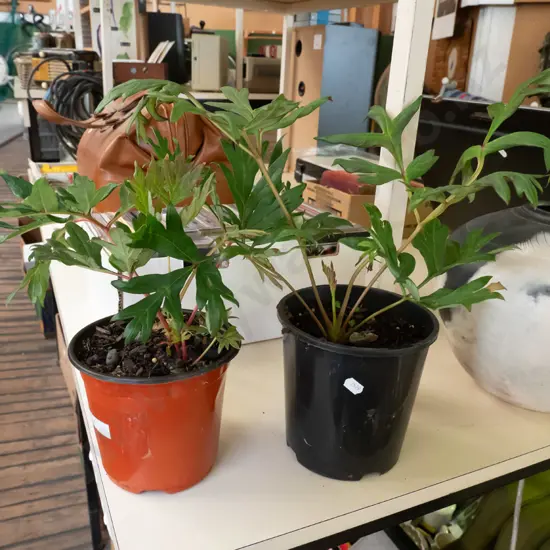 2x potted red tree peony