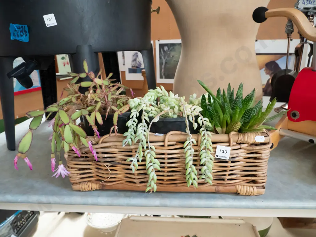 cane basket and succulents Image 1++