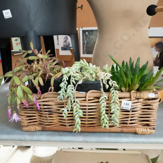 cane basket and succulents