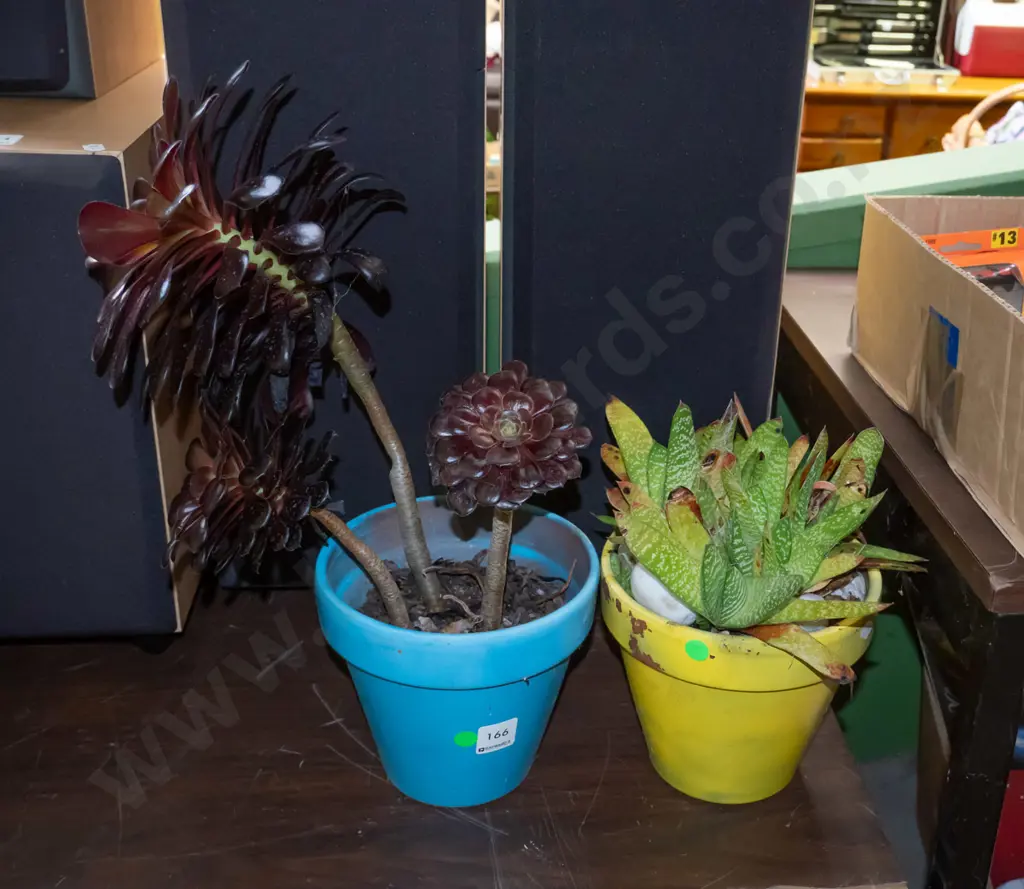 2x succulents in planters - green dots Image 1++