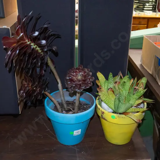 2x succulents in planters - green dots