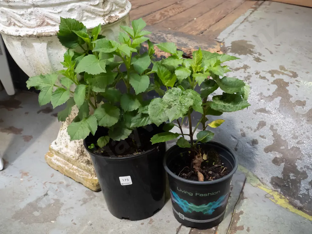 2x potted dahlias Image 1++