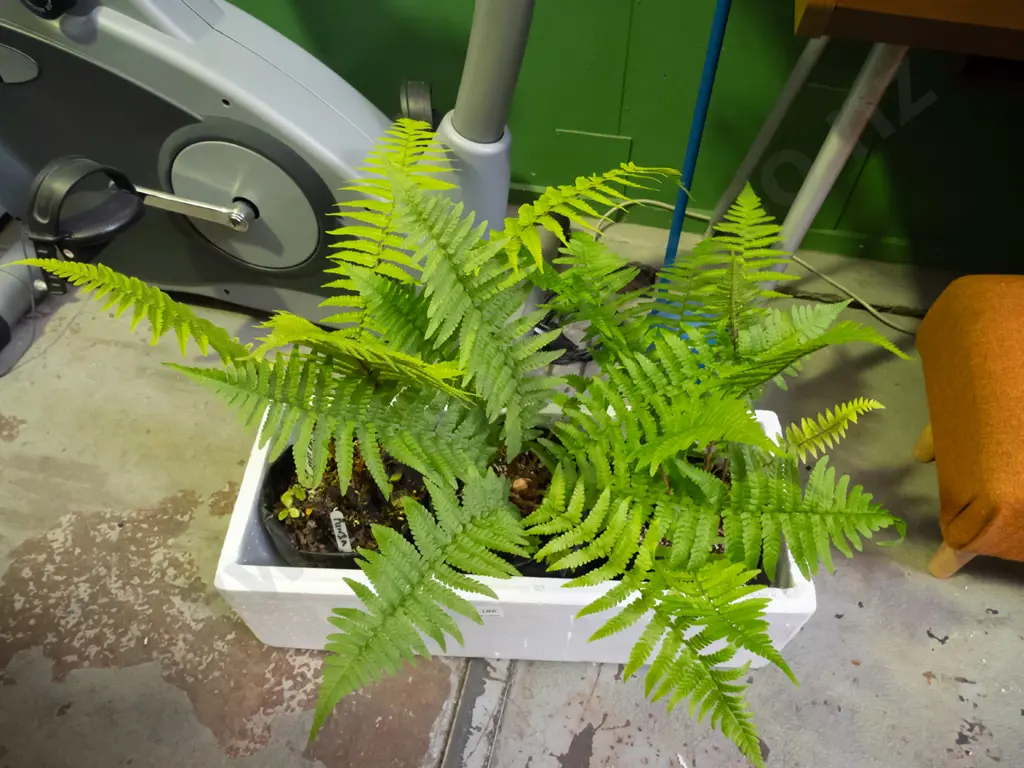 3x Pipperleaf ferns Image 1++