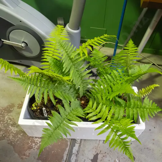 3x Pipperleaf ferns