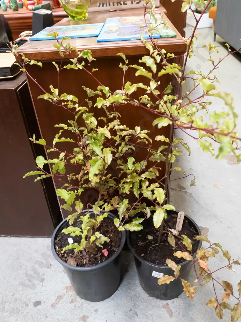 2x potted ramarama Image 1++