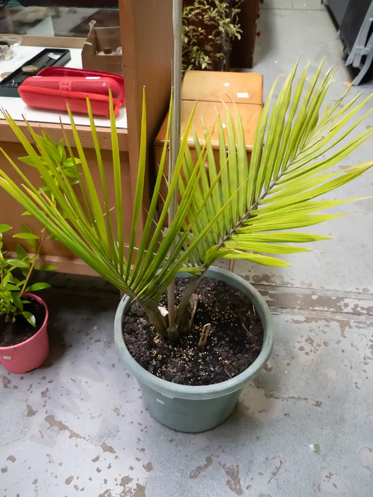 potted nikau palm Plant H-700 Image 1++