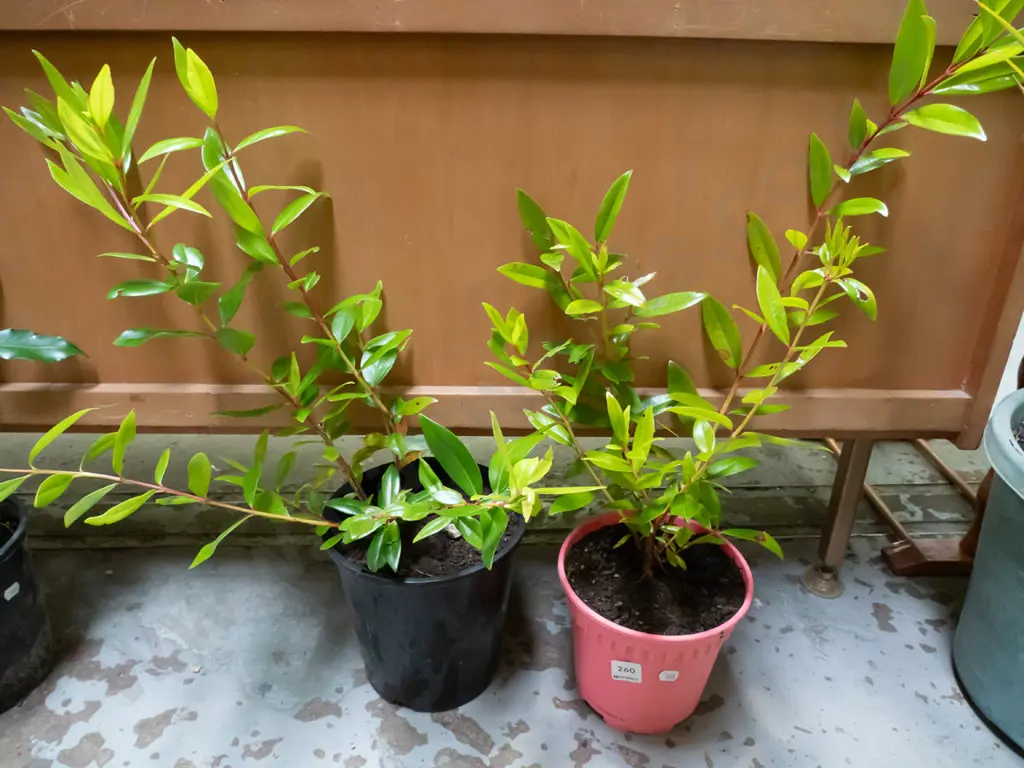 2x potted pohutakawa Image 1++