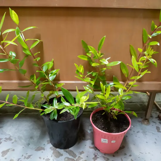 2x potted pohutakawa