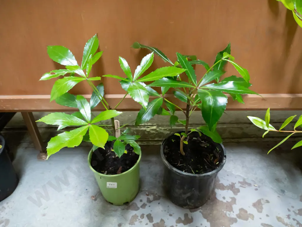 2x potted pseudopanax Image 1++