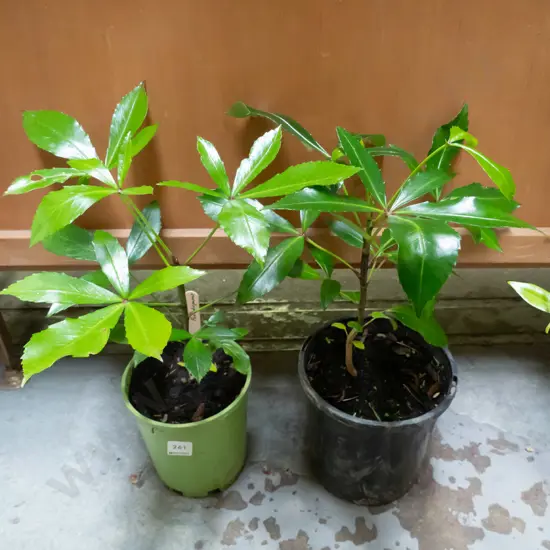 2x potted pseudopanax