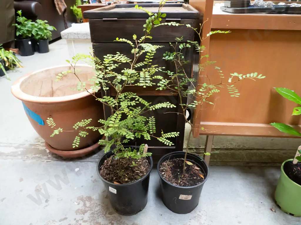 2x potted kowhai Image 1++
