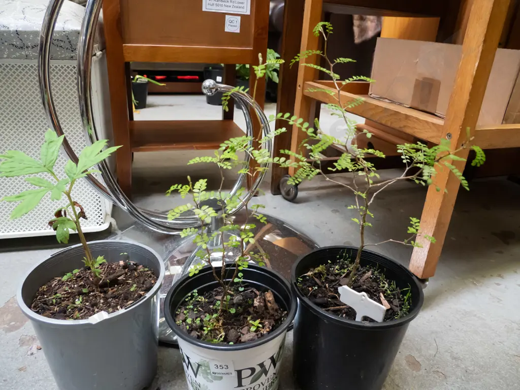 2x potted kowhai, 1x tree peony Image 1++