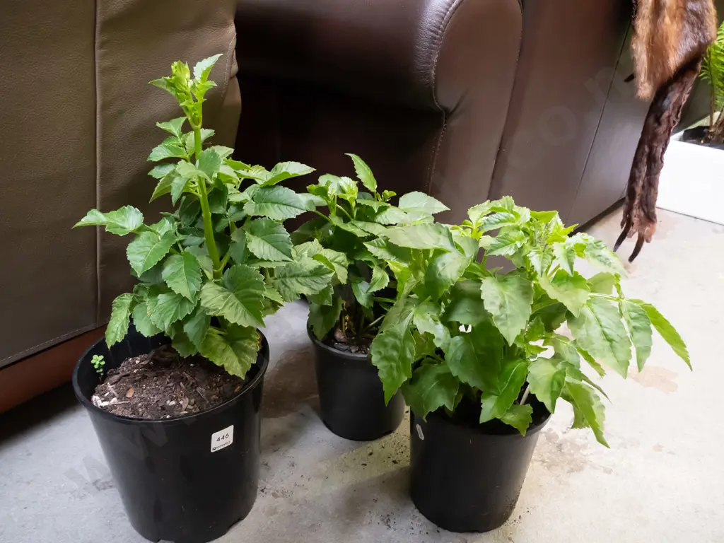3x potted dahlias Image 1++