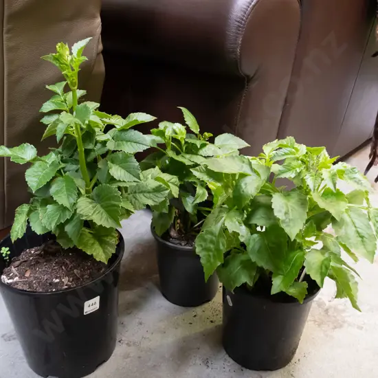 3x potted dahlias