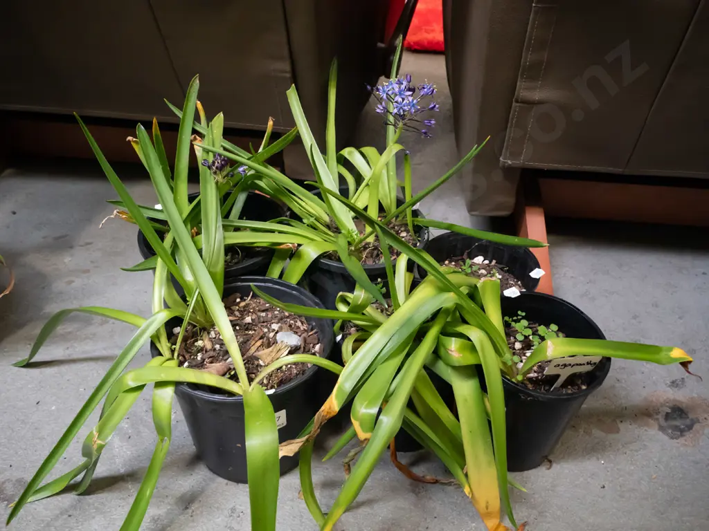 6x potted agapanthus Image 1++