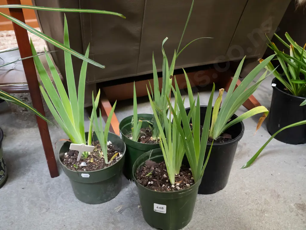 4x potted irises Image 1++